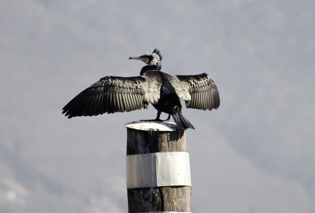 Colpo di primo piano in scala di grigi di un uccello cormorano seduto su una colonna di legno