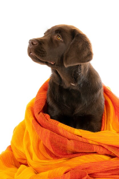 Colpo di primo piano isolato di un cucciolo di cioccolato labrador retriever avvolto in un asciugamano arancione guardando a sinistra