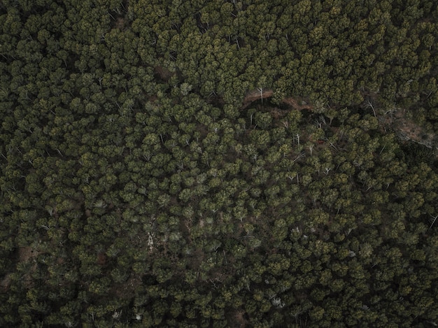 Colpo di telaio completo di alberi tropicali verdi