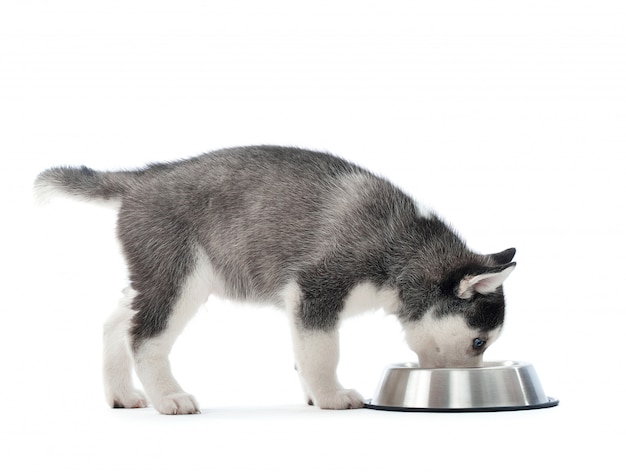 colpo di un adorabile cucciolo di husky siberiano mangiare cibo da una ciotola isolata su bianco copyspace.