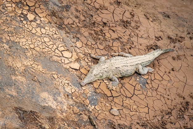 Colpo di un alligatore gigante su fango secco e screpolato