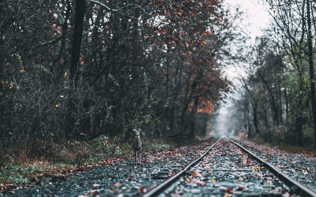 Colpo Di Un Cervo In Piedi Vicino Alla Pista Del Treno Tra I Boschi