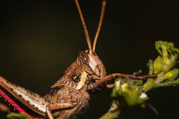 colpo di una libellula su una foglia verde su uno sfondo scuro