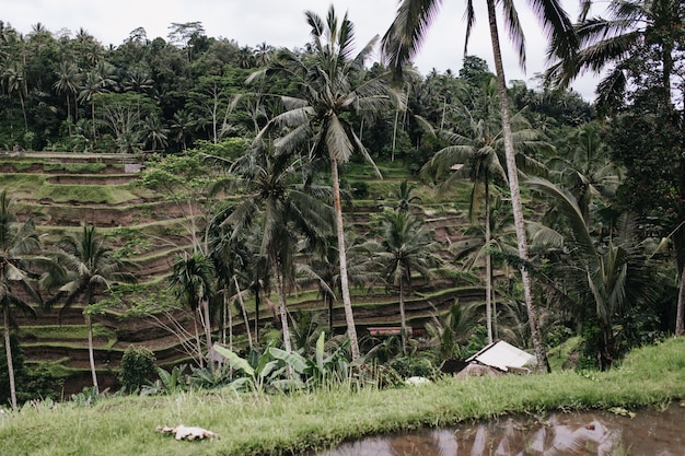 Colpo esterno di campi di riso con palme. Foto all'aperto di un paesaggio esotico con foresta tropicale