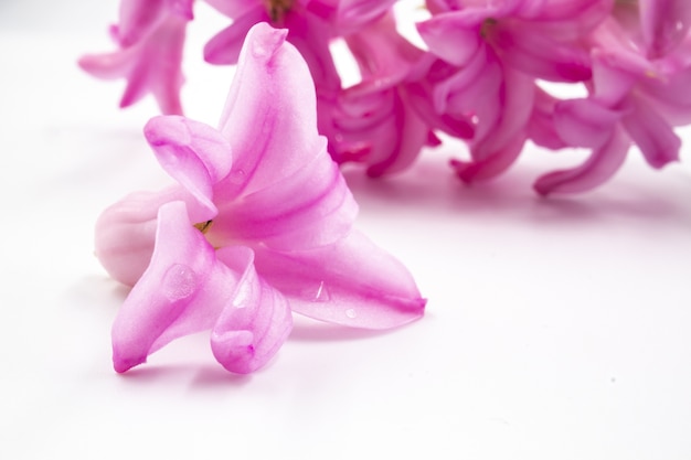 Colpo estremo del primo piano di un fiore rosa del giacinto con le goccioline di acqua