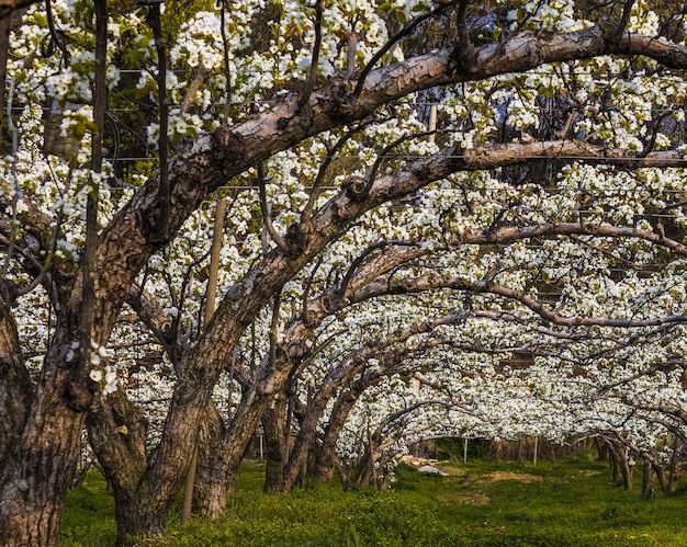 Colpo grandangolare del frutteto asiatico della pera in piena fioritura