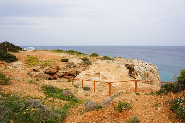 Colpo grandangolare di muschio ed erba che crescono sulla spiaggia