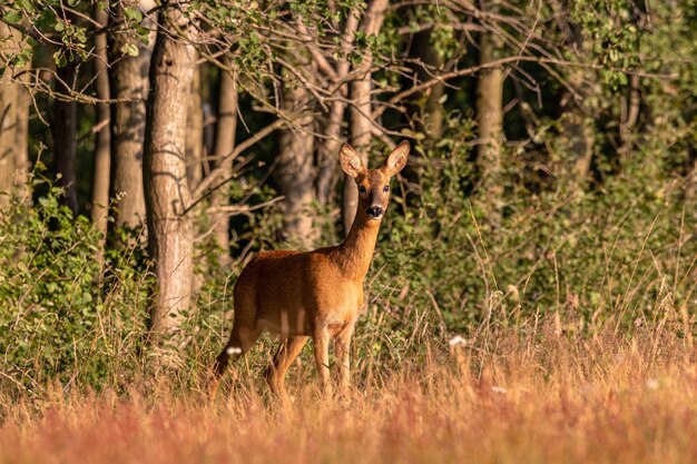 Colpo grandangolare di un cervo in piedi dietro una foresta piena di alberi