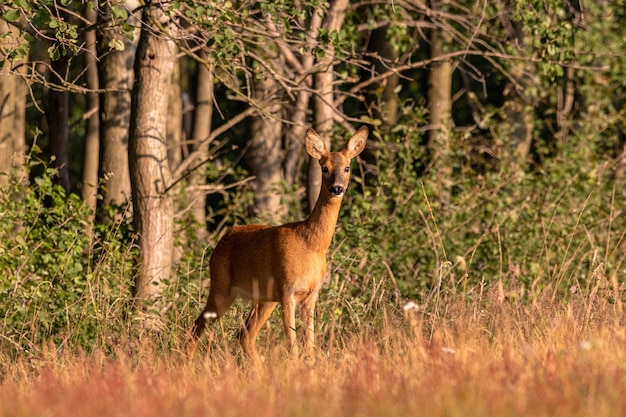 Colpo grandangolare di un cervo in piedi dietro una foresta piena di alberi