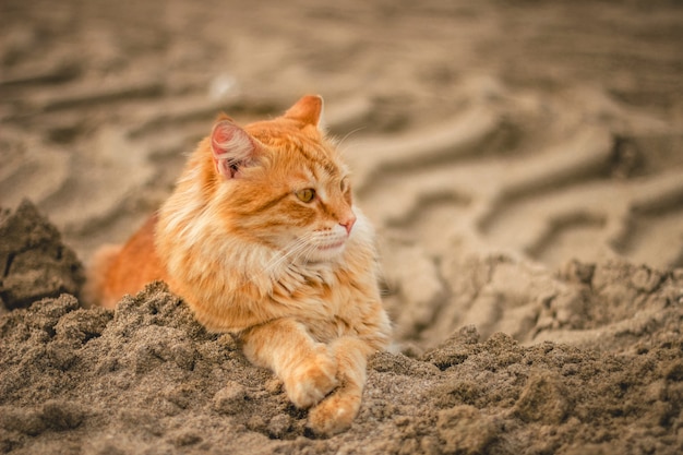 Colpo grandangolare di un gatto sdraiato sulla sabbia durante il giorno