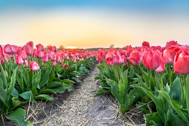 Colpo grandangolare di una piantagione di fiori di tulipano rosa bella sotto il bel cielo blu chiaro