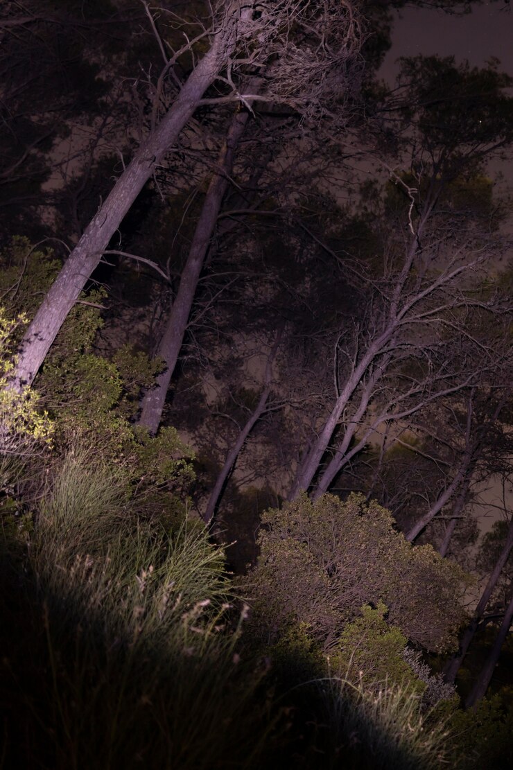 Foto gratuito colpo illuminato della foresta nella notte