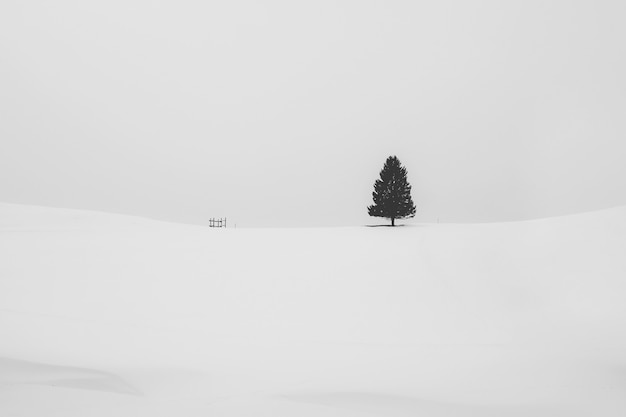 Colpo in bianco e nero di un pino isolato coperto di neve in una zona nevosa in inverno