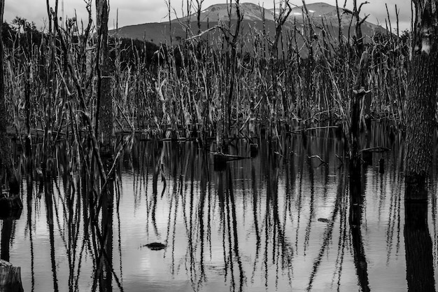 Colpo in scala di grigi di alberi che riflettono sul lago Ushuaia in Patagonia, Argentina