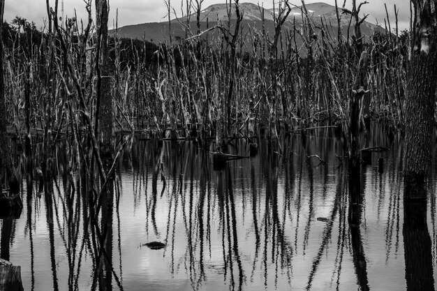 Colpo in scala di grigi di alberi che riflettono sul lago Ushuaia in Patagonia, Argentina