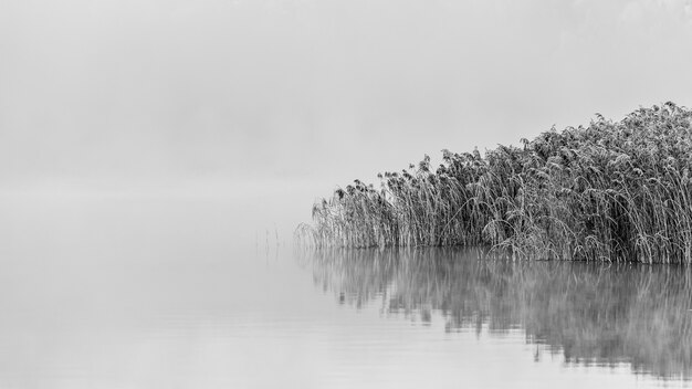 Colpo in scala di grigi di alberi innevati vicino al lago con riflessi nell'acqua in una giornata nebbiosa
