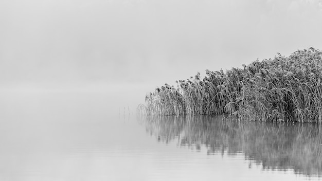 Colpo in scala di grigi di alberi innevati vicino al lago con riflessi nell'acqua in una giornata nebbiosa