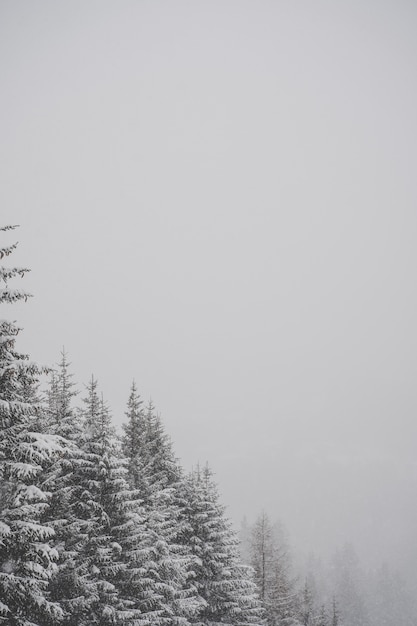 Colpo in scala di grigi verticale di abeti innevati con la vostra scelta di testo da posizionare nello spazio vuoto