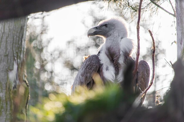 Colpo incorniciato di un falco che guarda lontano