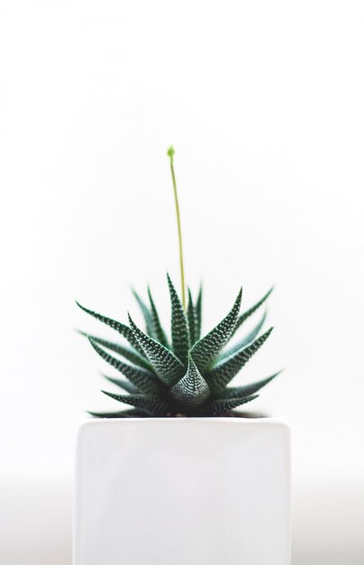 Colpo isolato selettivo verticale di una pianta verde del cactus in un vaso bianco