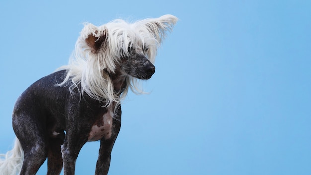 Colpo lungo del cane crestato cinese con fondo blu