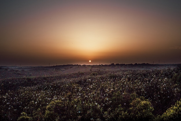 Colpo lungo di un mucchio dei fiori durante il tramonto