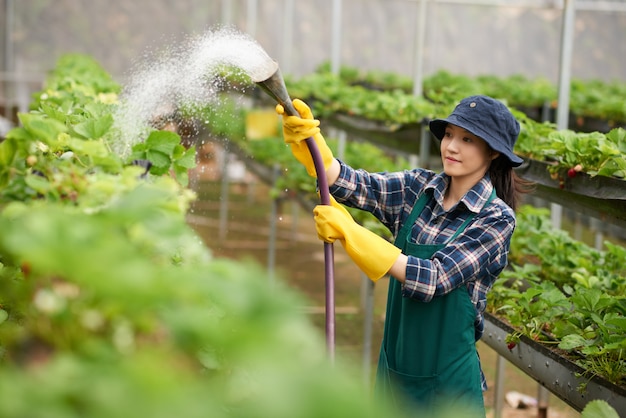 Colpo medio delle fragole d'innaffiatura della giovane donna in una serra commerciale