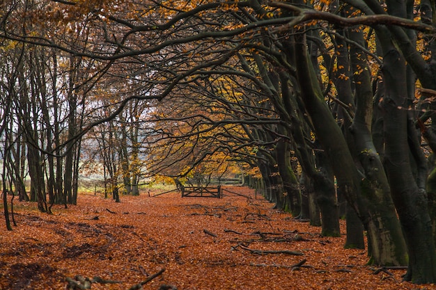 Colpo mozzafiato dei rami spogli degli alberi in autunno con le foglie rosse sul terreno