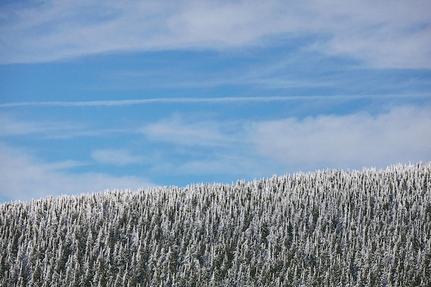 Colpo mozzafiato della bellissima foresta con alberi coperti di neve