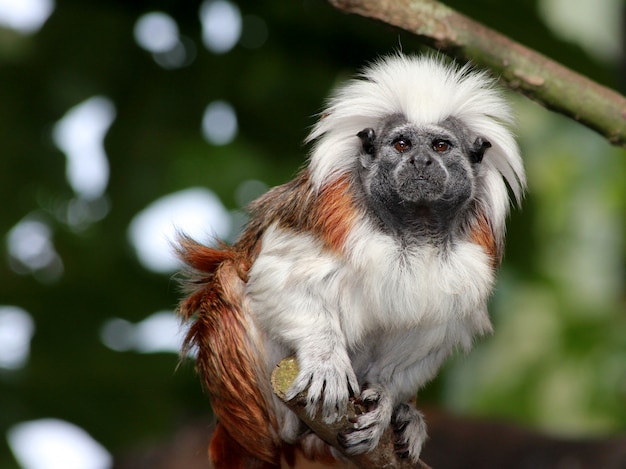 Colpo orizzontale del primo piano di una scimmia bianca e marrone che si siede sul ramo di albero
