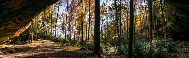 Colpo orizzontale di alberi e piante in una foresta durante il giorno