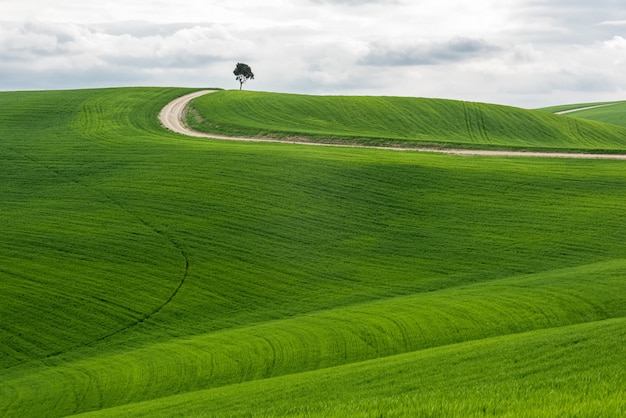 Colpo orizzontale di un albero isolato in un campo verde con una via sotto il cielo nuvoloso