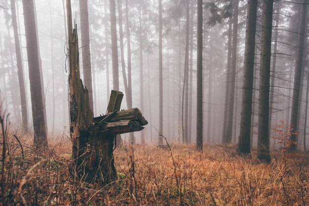 Colpo orizzontale di un ceppo in una foresta nebbiosa piena di erba secca e alberi spogli