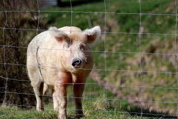 Colpo orizzontale di un maiale nel campo dietro un recinto durante il giorno