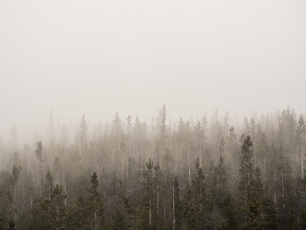 Colpo orizzontale di una foresta nebbiosa con alberi ad alto fusto coperto di nebbia