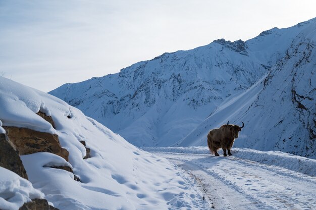 Colpo orizzontale di yak selvatico nella valle di Spiti in inverno