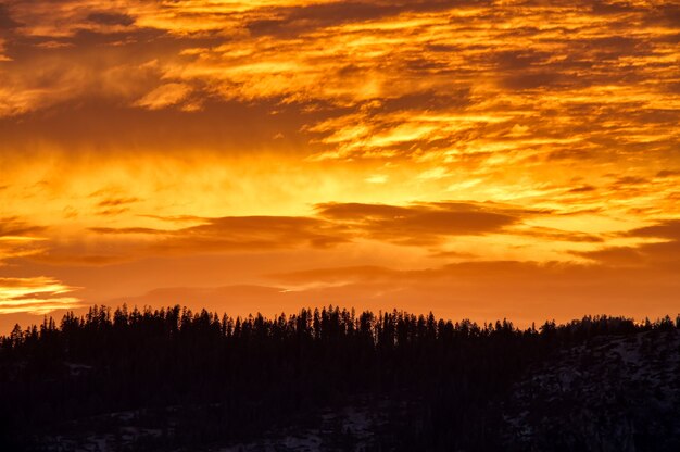 Colpo panoramico del cielo arancione sopra la foresta durante il tramonto