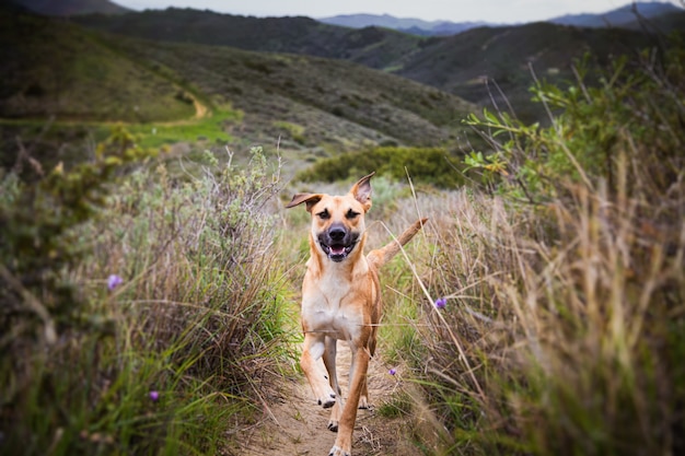 Colpo poco profondo del fuoco di un cane che corre sul sentiero