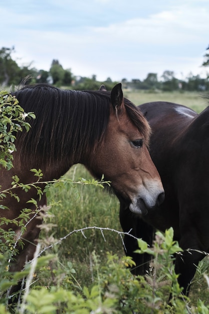 Colpo poco profondo del fuoco di un cavallo nella natura verde