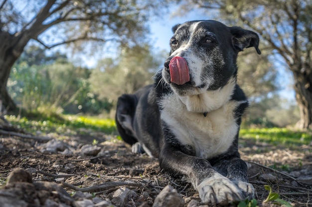 Colpo poco profondo del fuoco di un vecchio cane che riposa sulla terra mentre si lecca il naso