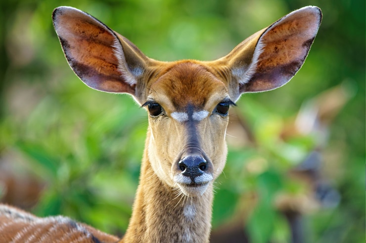 Foto gratuito colpo poco profondo del fuoco di una bella antilope