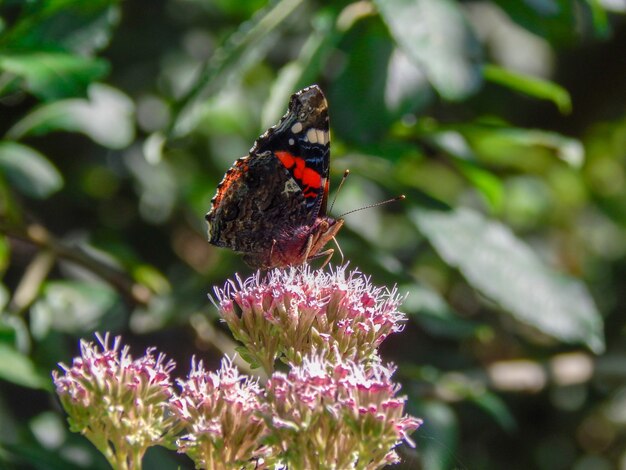 Colpo poco profondo del fuoco di una farfalla che raccoglie il nettare da un fiore con uno sfondo sfocato