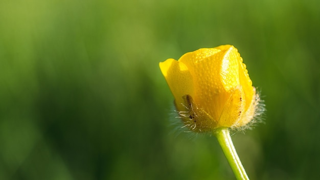 Colpo poco profondo del primo piano del fuoco di un fiore giallo del ranuncolo davanti all'erba verde