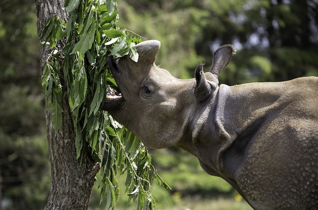 Colpo poco profondo del primo piano del fuoco di un rinoceronte grigio che mangia le foglie verdi di un albero