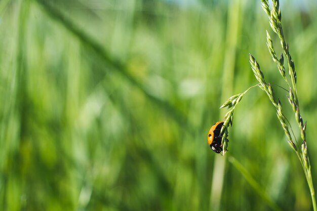 Colpo poco profondo del primo piano del fuoco di una coccinella sull'erba