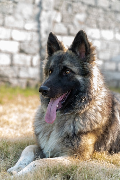 Colpo sbalorditivo di un cane pastore tedesco seduto su un campo di erba