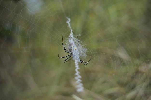 Colpo selettivo del fuoco del primo piano di un ragno della vespa che fila un web