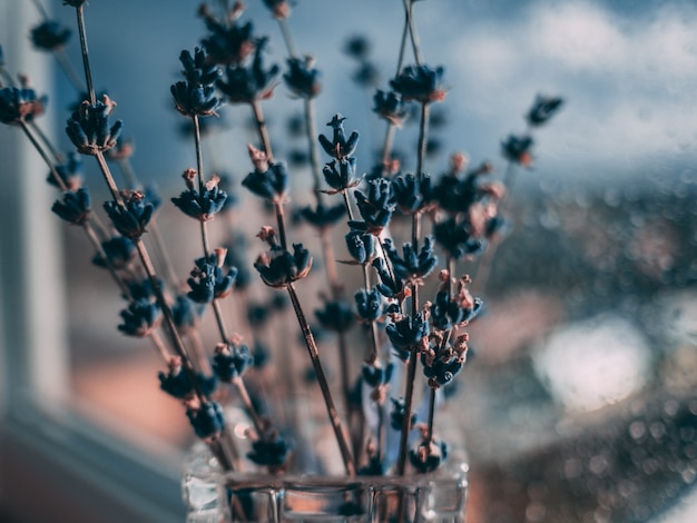 Colpo selettivo del primo piano dei fiori blu della lavanda sui precedenti delle goccioline di acqua