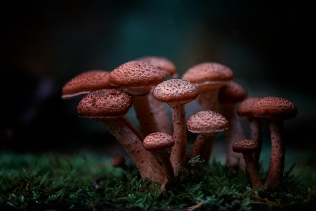 Colpo selettivo del primo piano del fungo rosso dell'agaricus nella foresta