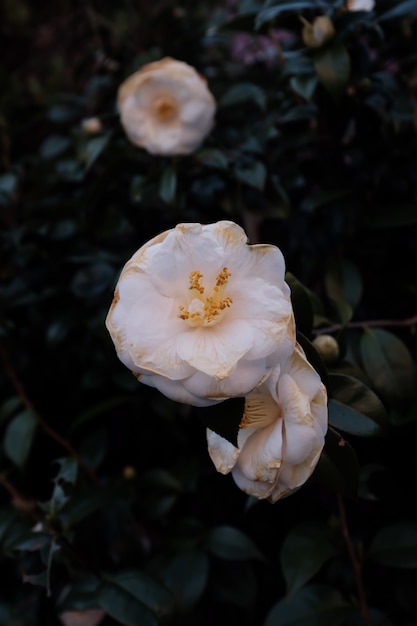 Colpo selettivo del primo piano di un fiore bianco con le foglie verdi